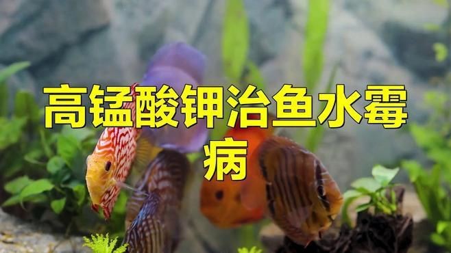 龍魚霉菌用什么藥治療【魚霉菌感染是水族養殖中常見的問題】
