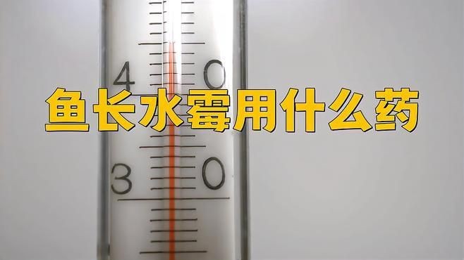 龍魚霉菌用什么藥治療【魚霉菌感染是水族養殖中常見的問題】