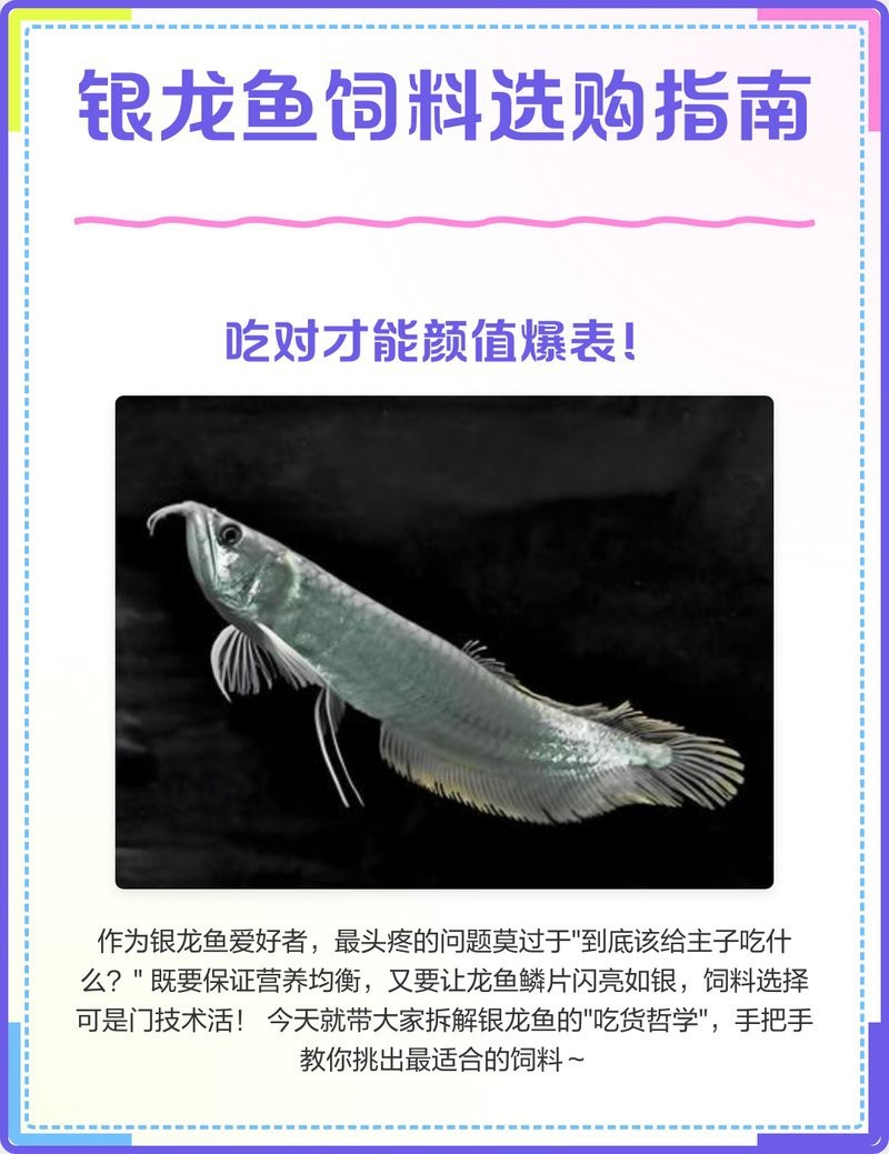 銀龍魚最佳飼料【《銀龍魚市售優(yōu)質(zhì)銀龍魚》】