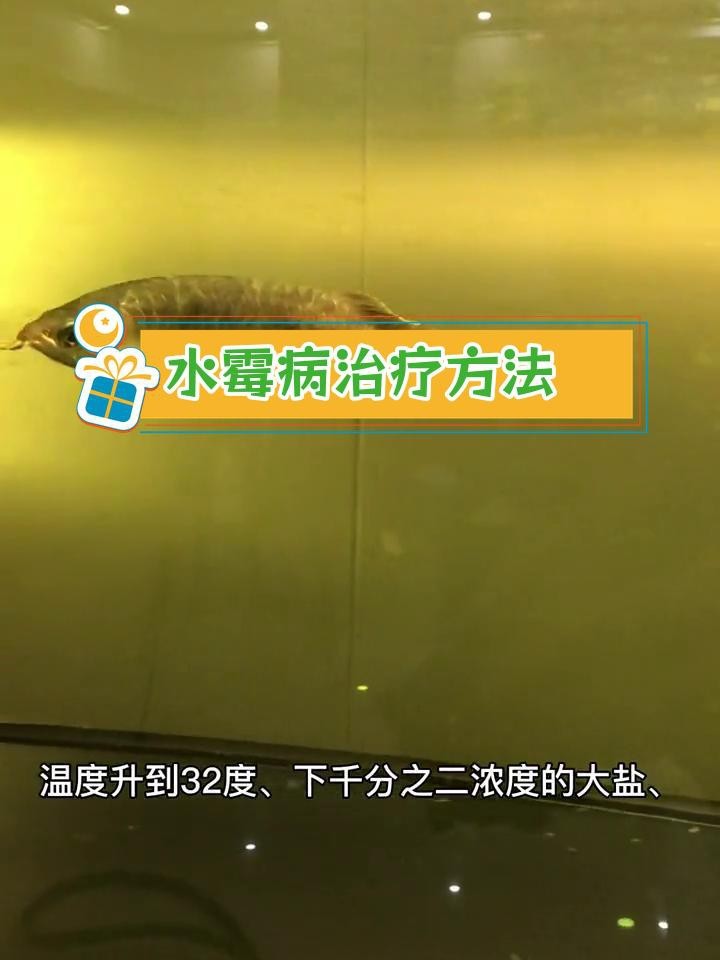龍魚水霉病的治療周期是多久？【龍魚水霉病治療周期】