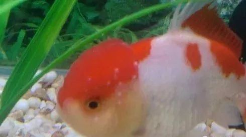龍魚水霉病的治療周期是多久？【龍魚水霉病治療周期】