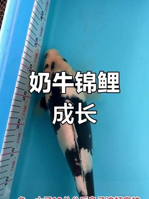 奶牛錦鯉和白寫的區別圖【奶牛錦鯉與白寫的區別】