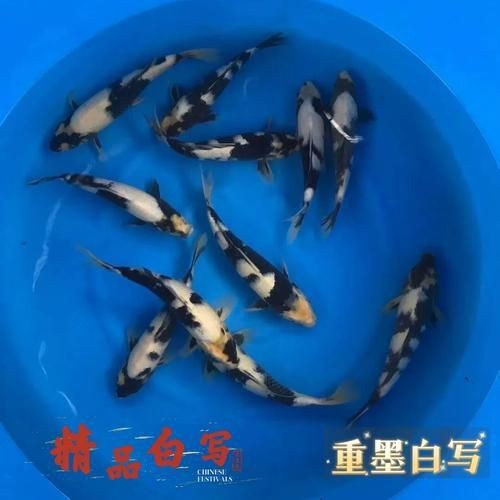 奶牛錦鯉和白寫的區別圖【奶牛錦鯉與白寫的區別】