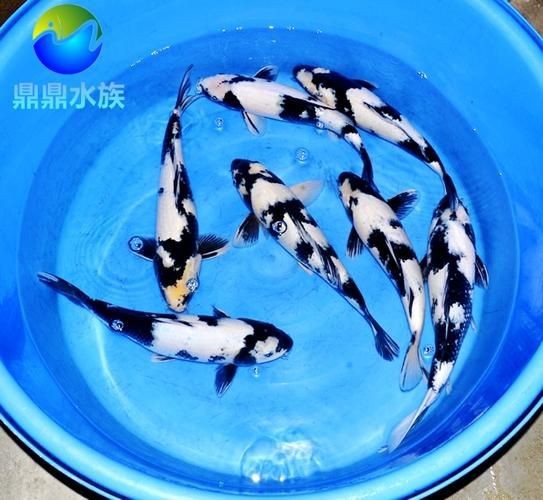 奶牛錦鯉和白寫的區別圖【奶牛錦鯉與白寫的區別】