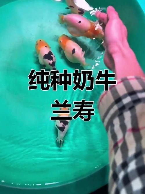 奶牛錦鯉和白寫的區別圖【奶牛錦鯉與白寫的區別】