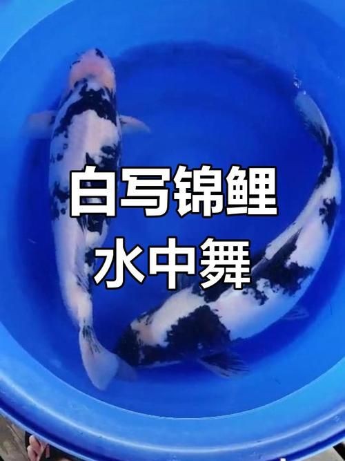 奶牛錦鯉和白寫的區別圖【奶牛錦鯉與白寫的區別】
