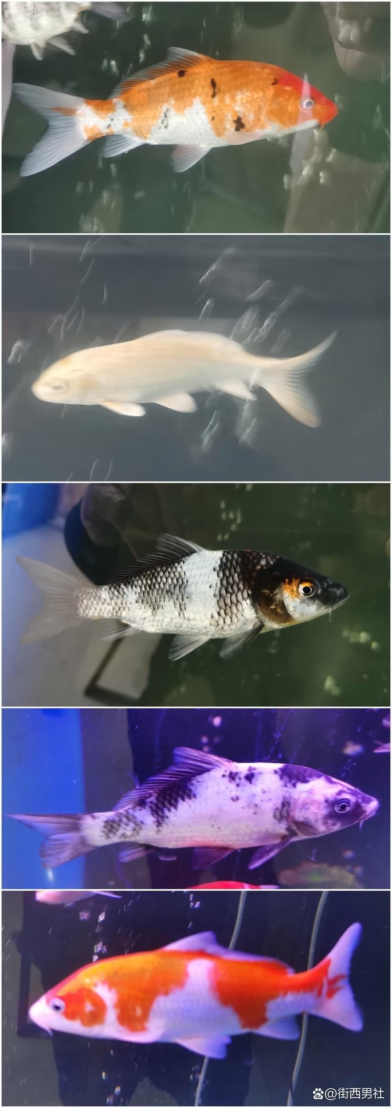 奶牛錦鯉和白寫的區別圖【奶牛錦鯉與白寫的區別】