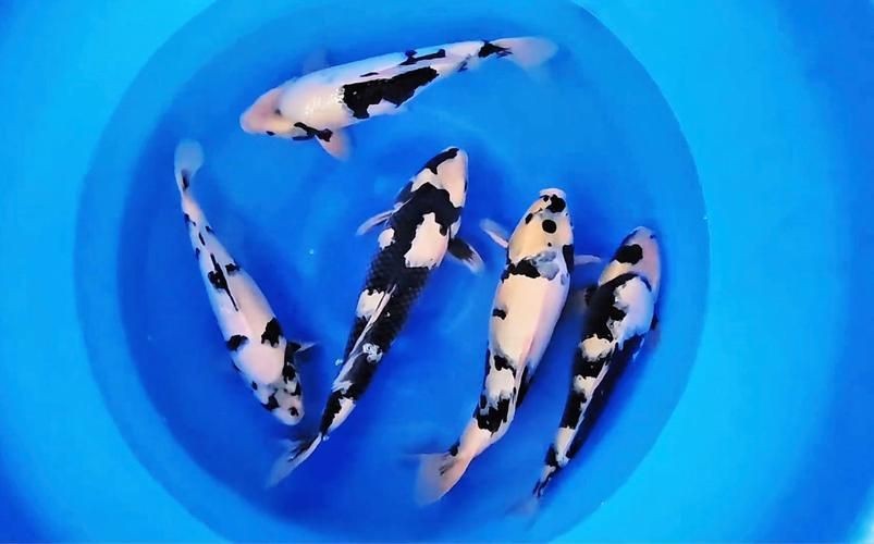 奶牛錦鯉和白寫的區別圖【奶牛錦鯉與白寫的區別】