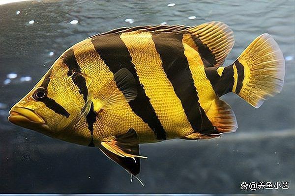 虎魚最不值錢的顏色【新幾內(nèi)亞虎魚市場價值與體色關(guān)系探究——】