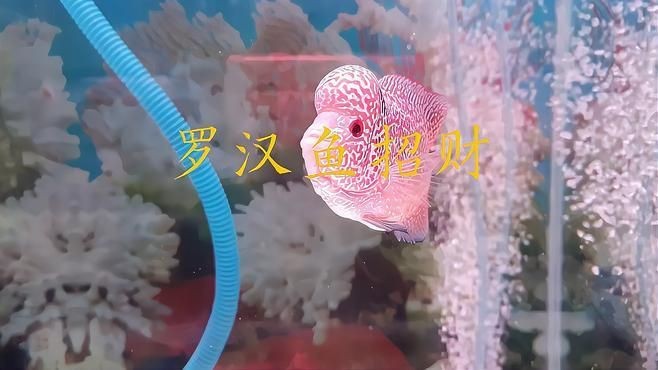 羅漢魚養(yǎng)了風(fēng)水好不好【關(guān)于羅漢魚養(yǎng)了風(fēng)水好不好】