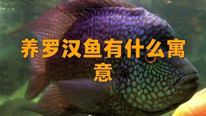 羅漢魚養(yǎng)了風水好不好【關于羅漢魚養(yǎng)了風水好不好】