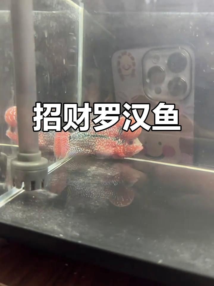 羅漢魚養(yǎng)了風(fēng)水好不好【關(guān)于羅漢魚養(yǎng)了風(fēng)水好不好】