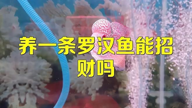 羅漢魚養(yǎng)了風水好不好【關于羅漢魚養(yǎng)了風水好不好】