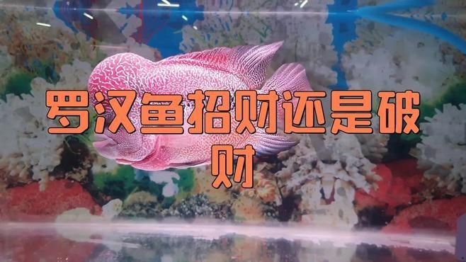 羅漢魚養(yǎng)了風水好不好【關于羅漢魚養(yǎng)了風水好不好】