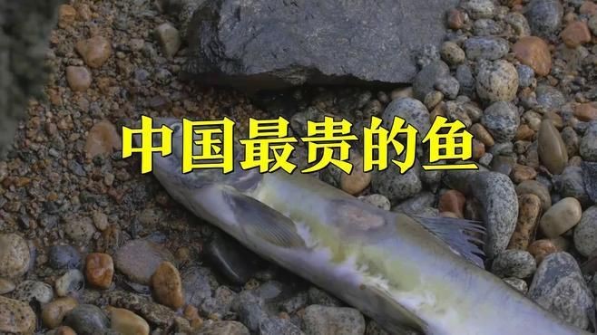 中國最貴魚第一名【《中國最貴魚第一名：長江刀魚的傳奇》**】