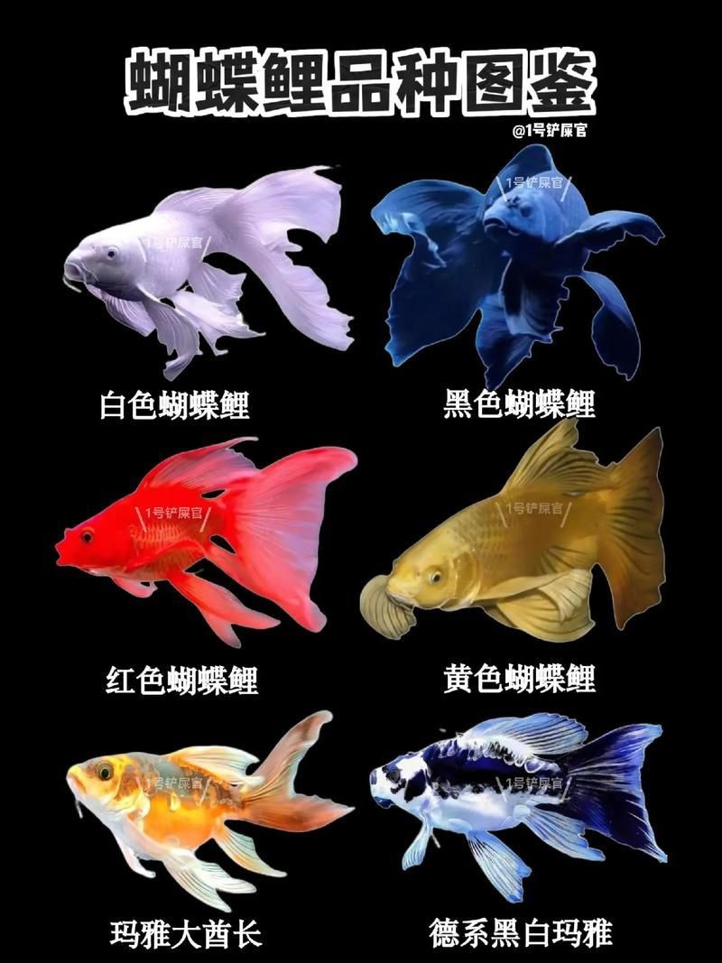 鯉魚的品種大全圖解【《鯉魚的品種大全圖解》】