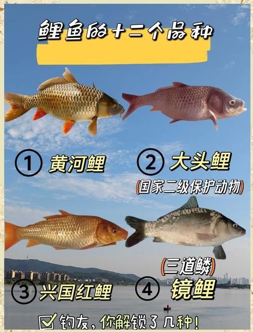 鯉魚的品種大全圖解【《鯉魚的品種大全圖解》】