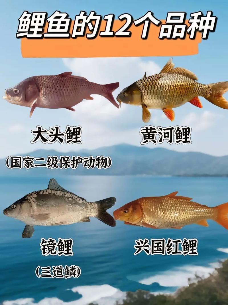 鯉魚的品種大全圖解【《鯉魚的品種大全圖解》】