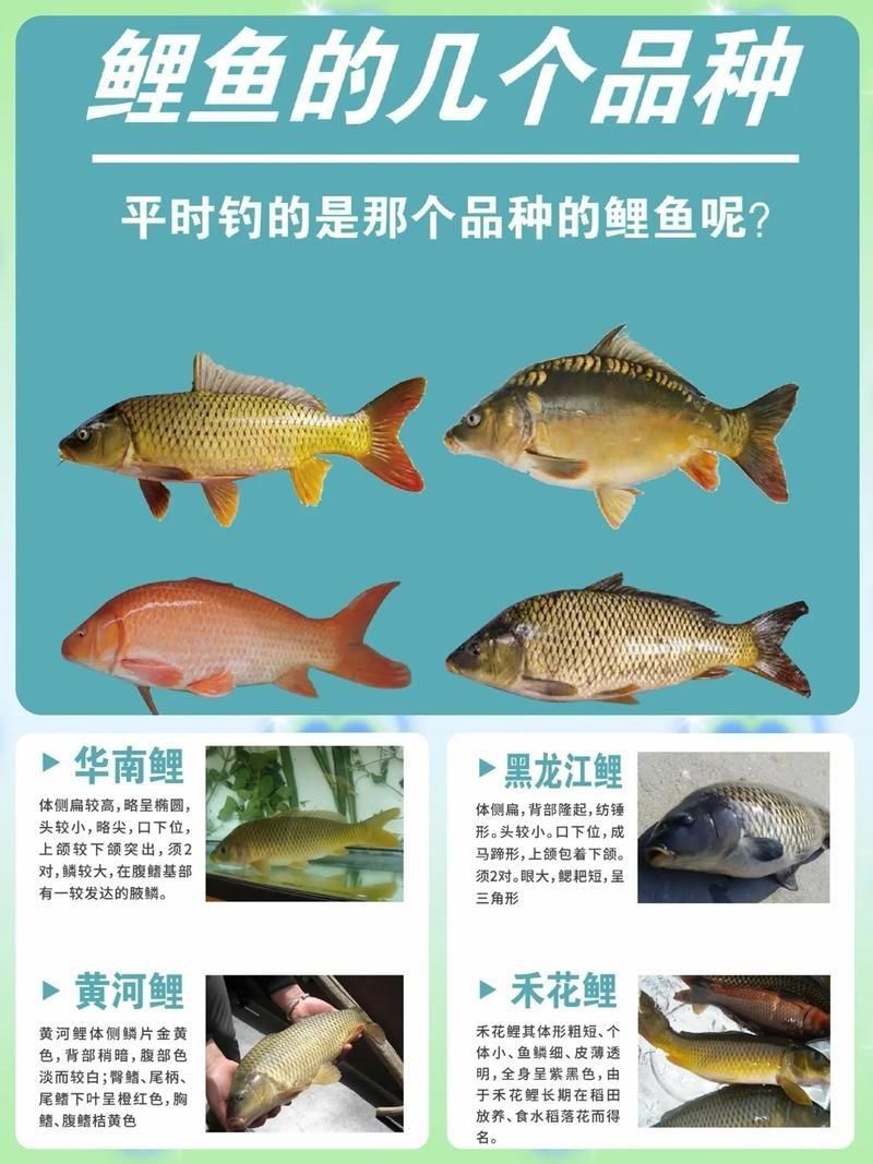 鯉魚的品種大全圖解【《鯉魚的品種大全圖解》】