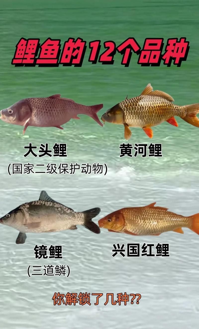 鯉魚的品種大全圖解【《鯉魚的品種大全圖解》】