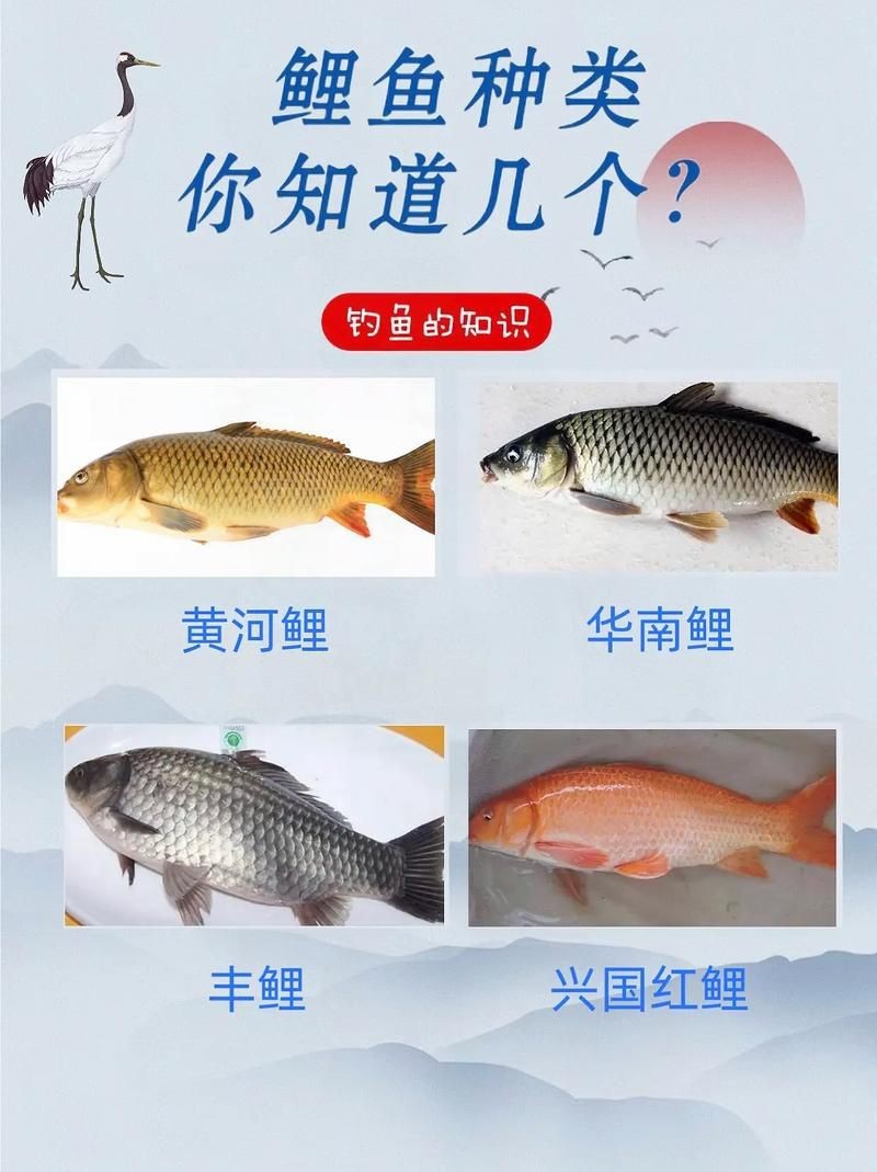 鯉魚的品種大全圖解【《鯉魚的品種大全圖解》】