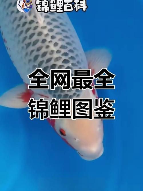 鯉魚的品種大全圖解【《鯉魚的品種大全圖解》】