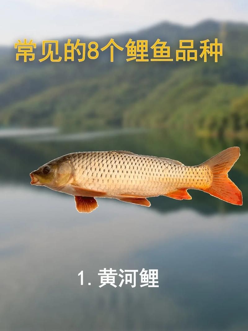 鯉魚的品種大全圖解【《鯉魚的品種大全圖解》】