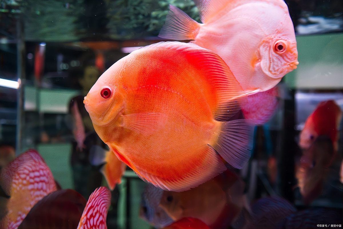 紅面財神魚最簡單三個步驟【《紅面財神魚最簡單三個步驟》】
