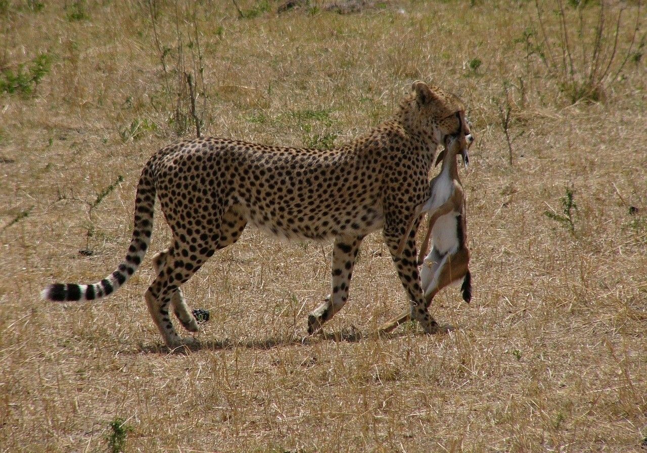 龍魚(yú)蒙眼的原因和治療方法