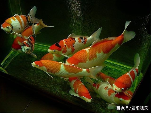 錦鯉可以養在魚缸里嗎【錦鯉可以養在魚缸里**，但需要綜合考慮多方面因素】