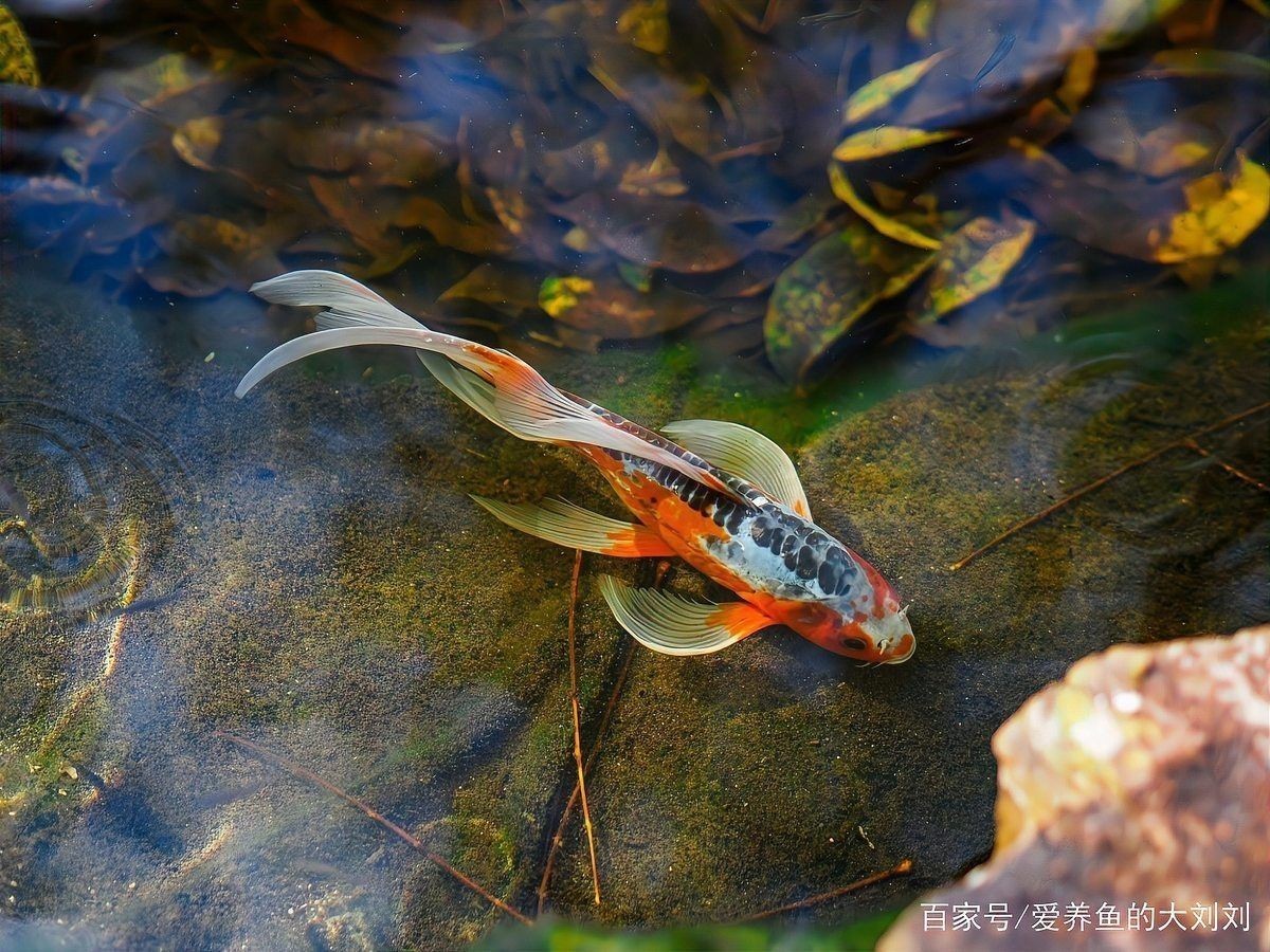 錦鯉可以養在魚缸里嗎【錦鯉可以養在魚缸里**,但需要綜合考慮多方面因素】 龍魚百科 第9張 錦鯉可以養在魚缸里嗎【錦鯉可以養在魚缸里**,但需要綜合考慮多方面因素】 錦鯉可以養在魚缸里嗎【錦鯉可以養在魚缸里**,但需要綜合考慮多方面因素】 龍魚百科 第9張