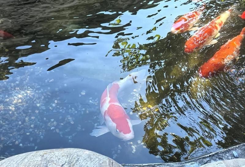 錦鯉可以養在魚缸里嗎【錦鯉可以養在魚缸里**,但需要綜合考慮多方面因素】 龍魚百科 第11張 錦鯉可以養在魚缸里嗎【錦鯉可以養在魚缸里**,但需要綜合考慮多方面因素】 錦鯉可以養在魚缸里嗎【錦鯉可以養在魚缸里**,但需要綜合考慮多方面因素】 龍魚百科 第11張