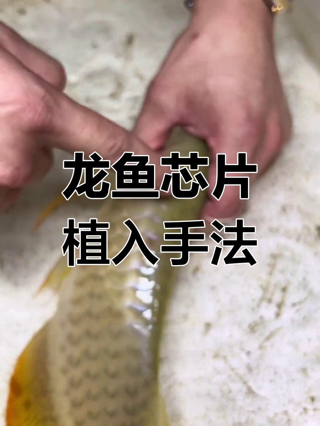 龍魚芯片怎么植入【龍魚芯片打法揭秘,背部注射確保安全】