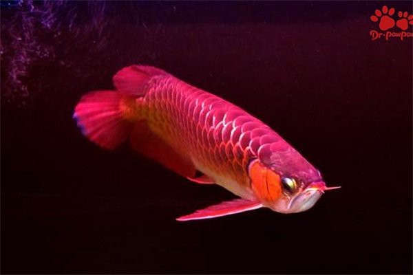 如何預防龍魚爛尾病復發？【氧寵博士，龍魚爛尾怎么辦】