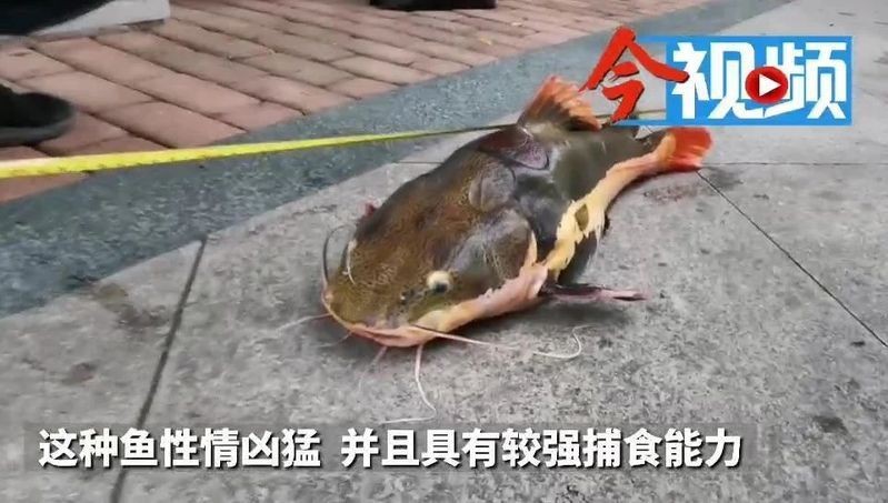 紅尾鯰為什么叫招財貓【紅尾鯰為什么叫“招財貓”】