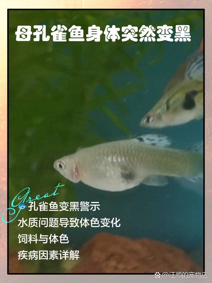 孔雀魚身體一半變黑了【】玩轉孔雀魚身體一半變黑可能由多種原因導致】
