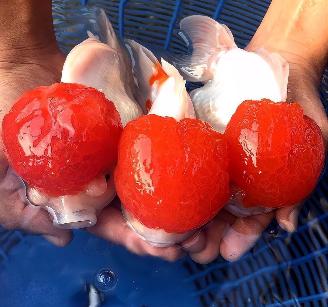 紅運當頭魚是什么魚【紅運當頭魚是什么？】