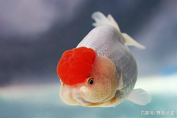 紅運當頭魚是什么魚【紅運當頭魚是什么？】