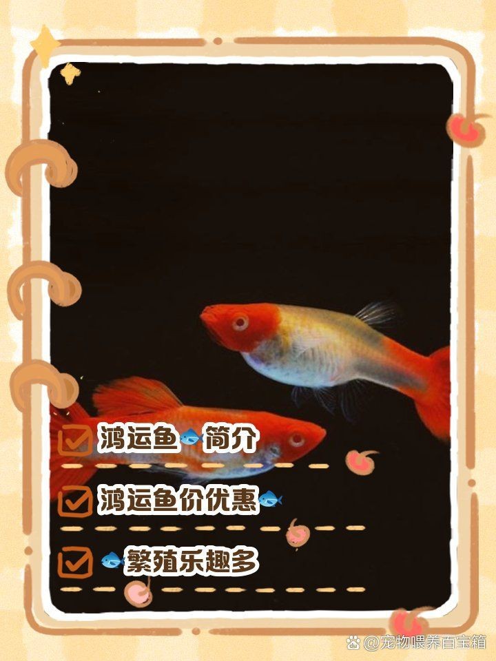 紅運當頭魚是什么魚【紅運當頭魚是什么？】