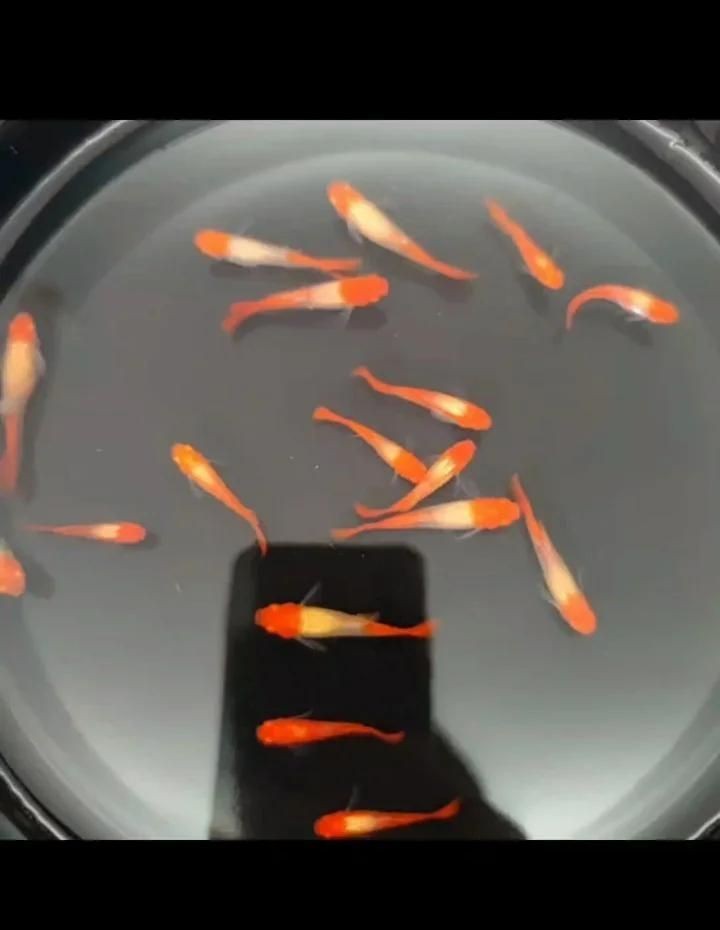 紅運當頭魚是什么魚【紅運當頭魚是什么？】
