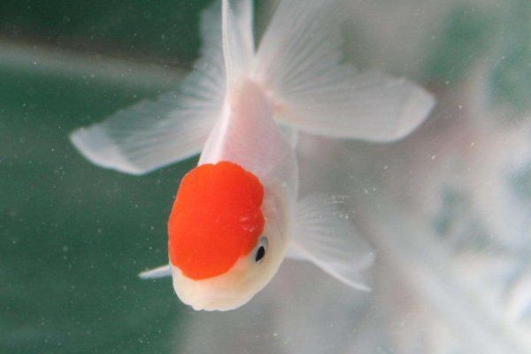 紅運當頭魚是什么魚【紅運當頭魚是什么？】
