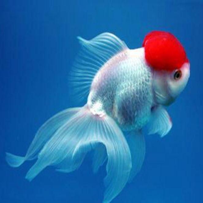 紅運當頭魚是什么魚【紅運當頭魚是什么？】