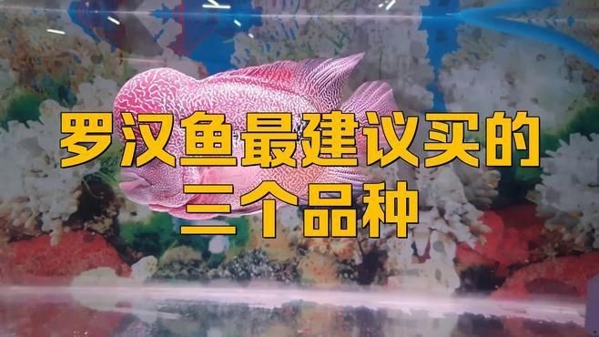 哪個品種羅漢魚最好養【哪個品種的羅漢魚最好養，哪三個品種值得你飼養和青睞】