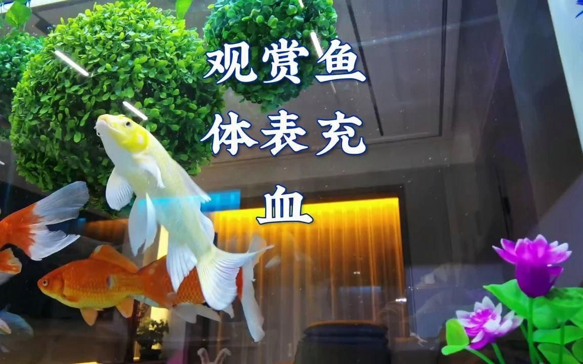 觀賞魚充血多久會恢復【觀賞魚體表充血的恢復時間】
