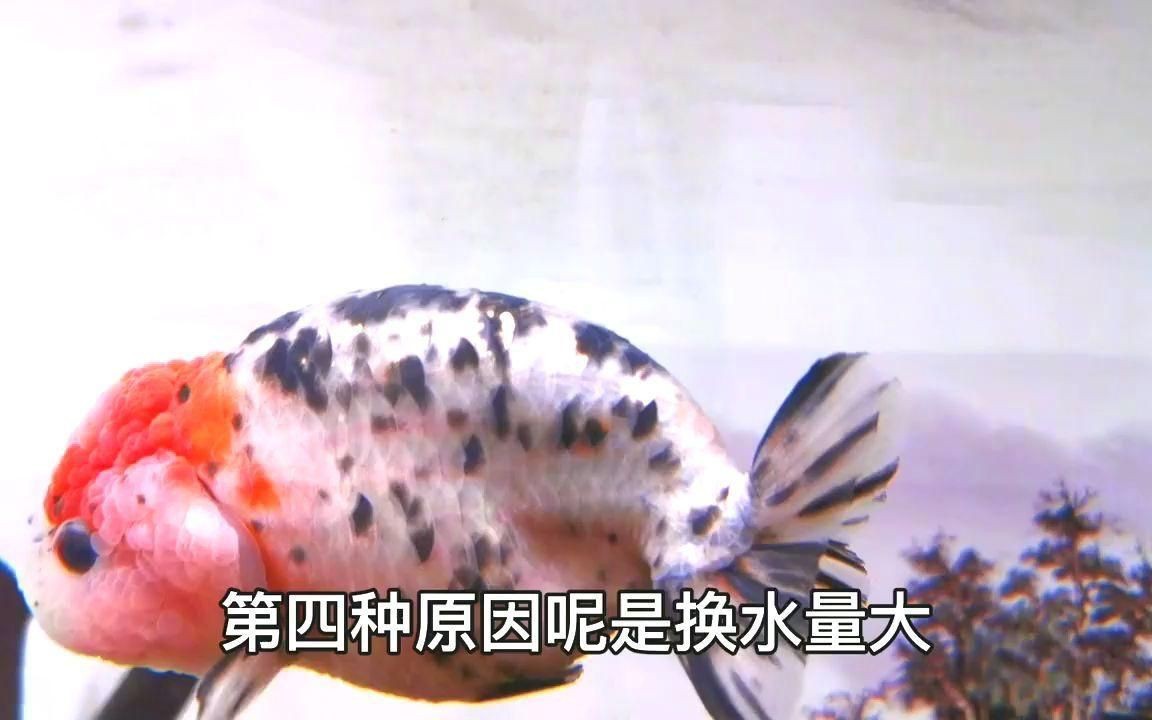 觀賞魚充血多久會恢復【觀賞魚體表充血的恢復時間】