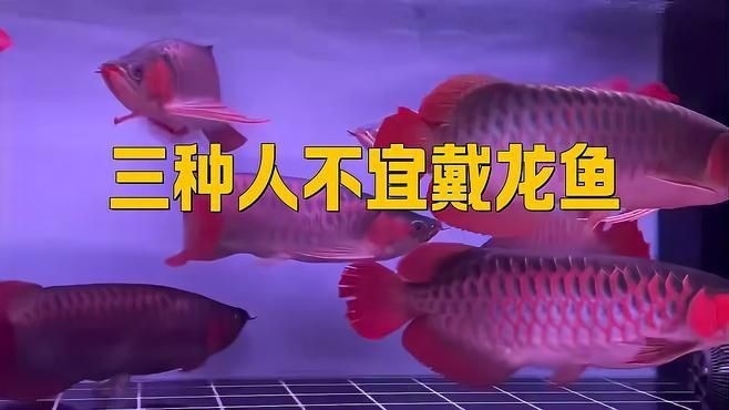 龍魚不能亂戴的原因【《龍魚不能亂戴的原因》】 龍魚百科 第1張 龍魚不能亂戴的原因【《龍魚不能亂戴的原因》】 龍魚不能亂戴的原因【《龍魚不能亂戴的原因》】 龍魚百科 第1張