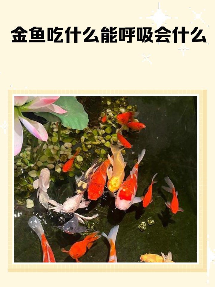 金魚有肺嗎