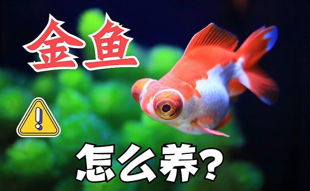金魚有肺嗎