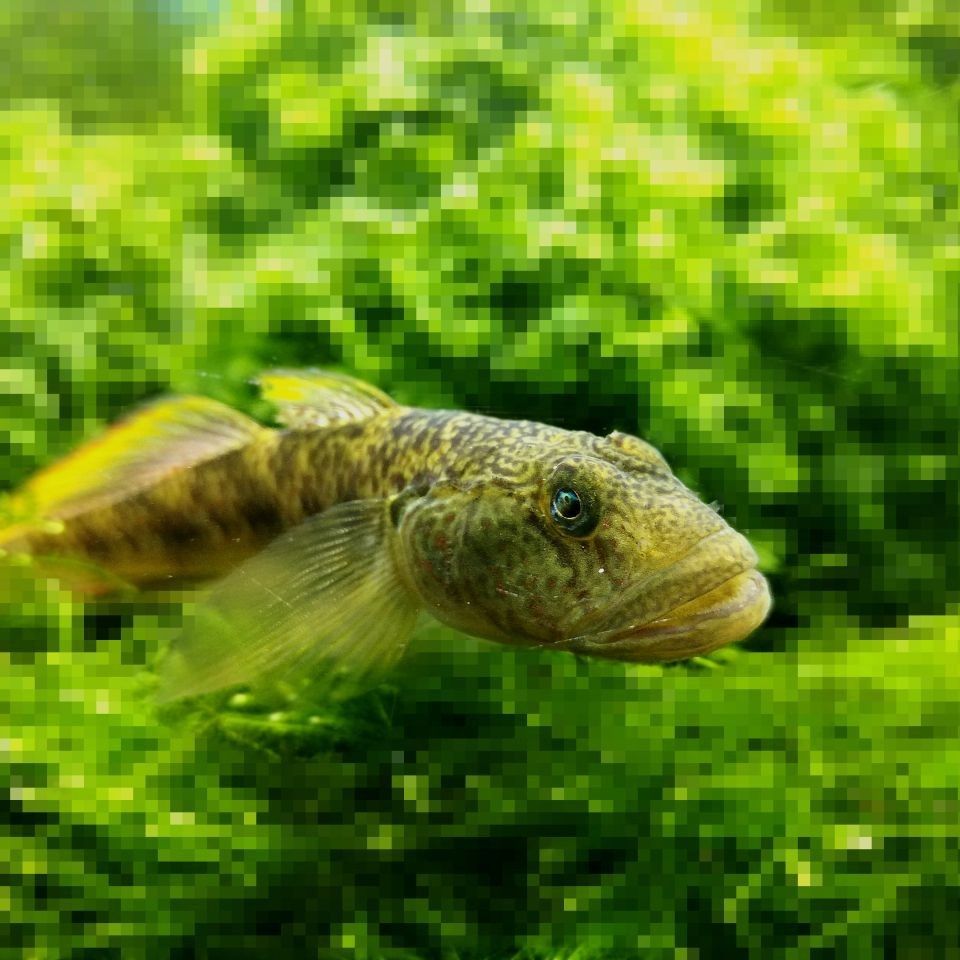金魚有肺嗎