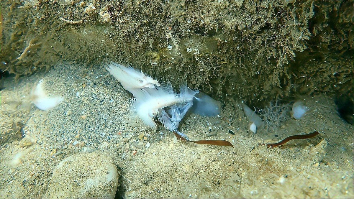 紅眼白子關刀魚能長多大【淺析紅眼白子關刀魚】